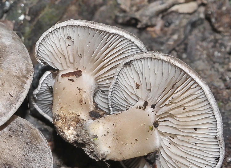 Rhodocybe popinalis